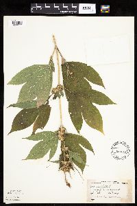 Ambrosia trifida image