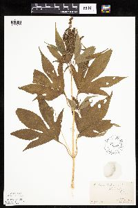 Ambrosia trifida image