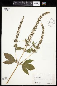 Image of Ambrosia trifida