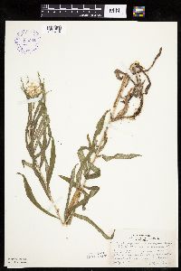 Image Associated With the Occurrence