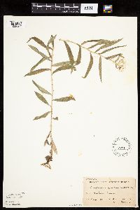 Image Associated With the Occurrence