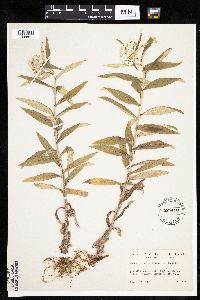 Image Associated With the Occurrence