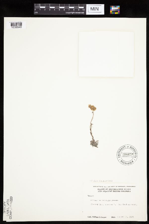 Antennaria alpina image