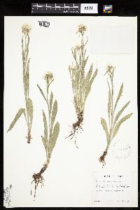 Antennaria anaphaloides image