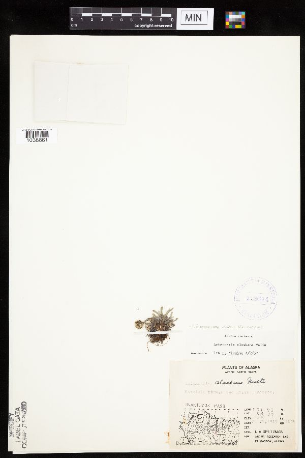 Antennaria friesiana subsp. alaskana image