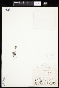 Antennaria friesiana subsp. alaskana image