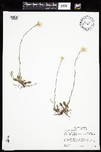 Antennaria howellii subsp. petaloidea image