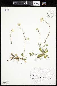 Antennaria howellii subsp. canadensis image