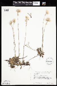 Antennaria howellii subsp. canadensis image