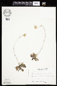 Antennaria howellii subsp. canadensis image