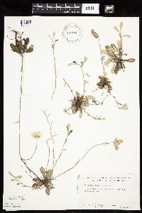 Antennaria howellii subsp. canadensis image