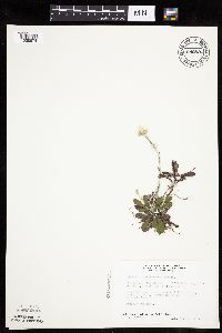 Antennaria howellii subsp. canadensis image