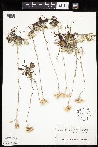Antennaria howellii subsp. canadensis image