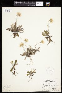 Antennaria howellii subsp. canadensis image
