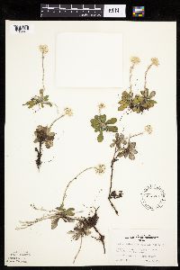 Antennaria howellii subsp. canadensis image