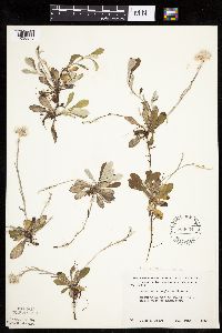Antennaria howellii subsp. canadensis image