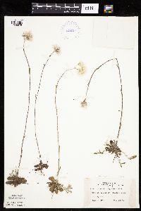 Antennaria howellii subsp. canadensis image