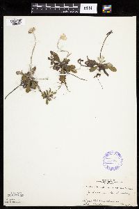 Antennaria howellii subsp. canadensis image