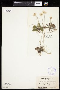 Antennaria howellii subsp. canadensis image