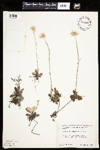 Antennaria howellii subsp. canadensis image
