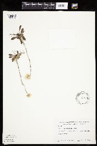 Antennaria howellii subsp. canadensis image