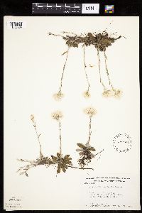 Antennaria howellii subsp. petaloidea image