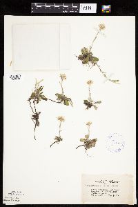 Antennaria howellii subsp. canadensis image