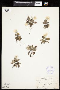 Antennaria howellii subsp. canadensis image