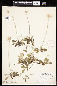 Antennaria howellii subsp. canadensis image