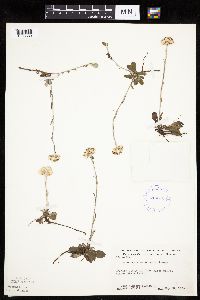 Antennaria howellii subsp. canadensis image