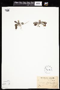 Antennaria howellii subsp. canadensis image