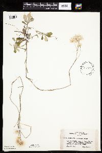 Antennaria howellii subsp. petaloidea image