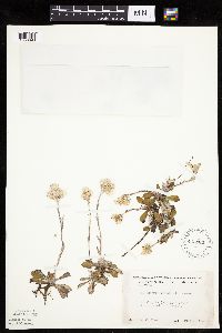 Antennaria howellii subsp. canadensis image