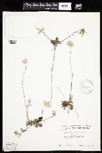 Antennaria howellii subsp. canadensis image