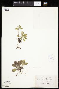 Antennaria howellii subsp. canadensis image
