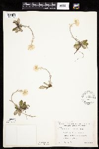 Antennaria howellii subsp. canadensis image