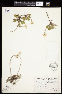 Antennaria howellii subsp. canadensis image