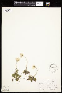 Antennaria howellii subsp. canadensis image
