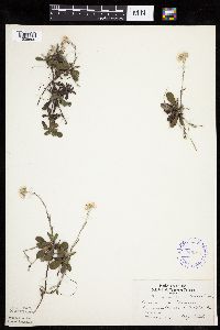 Antennaria howellii subsp. canadensis image