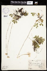 Antennaria howellii subsp. canadensis image