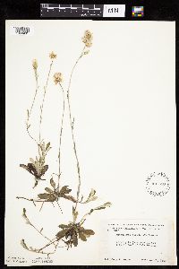 Antennaria howellii subsp. canadensis image