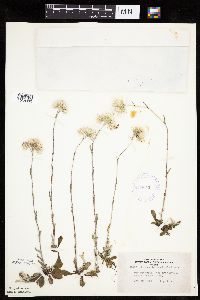 Antennaria howellii subsp. canadensis image