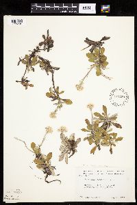Antennaria howellii subsp. canadensis image