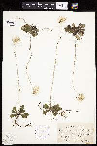 Antennaria howellii subsp. canadensis image