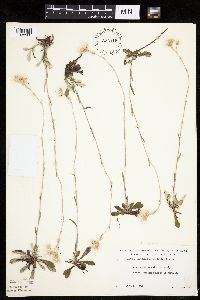 Antennaria howellii subsp. canadensis image