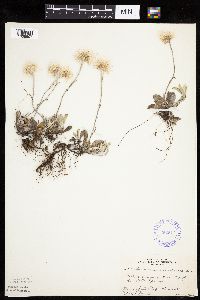 Antennaria howellii subsp. canadensis image