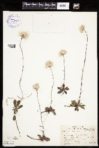 Antennaria howellii subsp. canadensis image