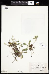 Antennaria howellii image