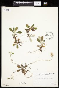 Antennaria howellii subsp. canadensis image
