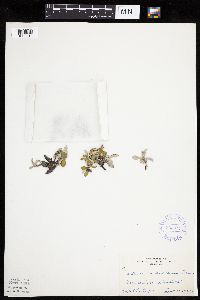 Antennaria howellii subsp. canadensis image